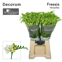 Freesia Double Versailles 50cm 20gr.