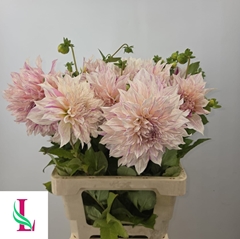 Dahlia Café Au Lait Twist 60cm