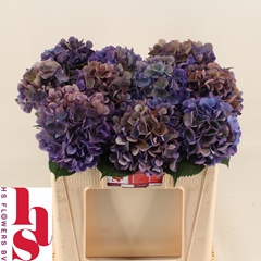 Hydrangea Royal Opera Classic 50cm 14-16cm Hd