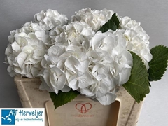 Hydrangea Royal Princess 50cm 12-14cm Hd
