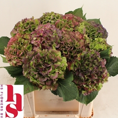 Hydrangea Verena Blue Classic 50cm 15-17cm Hd