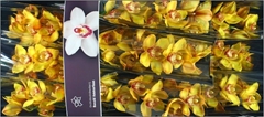 Cymbidium Esther 60cm