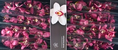 Cymbidium Pinkpop 80cm