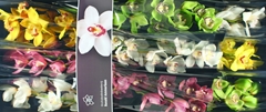 Cymbidium Mix 60cm