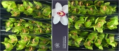 Cymbidium Melissa 80cm