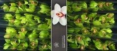 Cymbidium Melissa 80cm