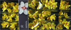 Cymbidium Yellow Cab 60cm