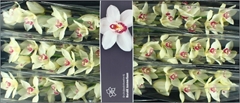 Cymbidium Ivory 80cm