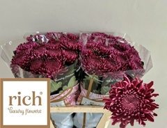 Chrysanth Single Bigoudi Purple 80cm 90gr.