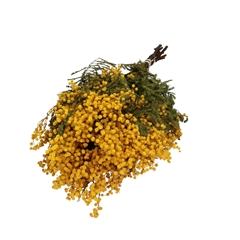 Dried Flowers Mimosa 65cm 150g