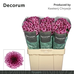 Chrysanth Santini Balboa 55cm 40gr.