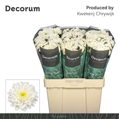 Chrysanth Santini Cash 55cm 38gr.