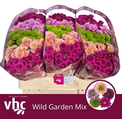 Chrysanth Santini Mix 55cm 40gr.