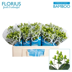 Hypericum Coco Bamboo 50cm