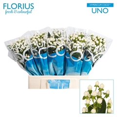Hypericum Coco Uno 60cm