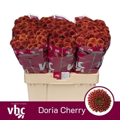 Chrysanth Santini Doria Cherry 55cm 48gr.
