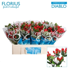 Hypericum Coco Diablo 50cm