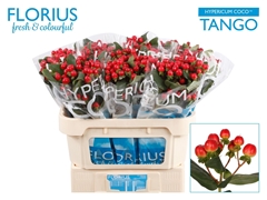 Hypericum Coco Tango 70cm