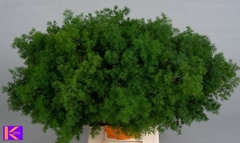 Asparagus Umbellatus 50cm