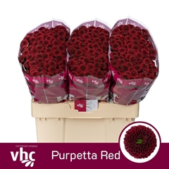 Chrysanth Santini Purpetta Red 55cm 44gr.