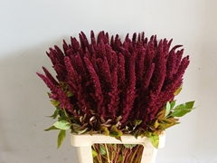 Amaranthus Hypochondriacus Pygmy Torch 70cm