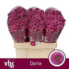 Chrysanth Santini Doria 55cm 40gr.