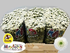 Chrysanth Santini Madiba Ideal White 55cm 44gr.
