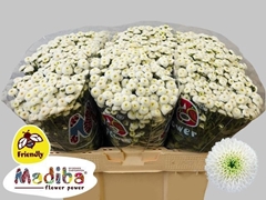 Chrysanth Santini Madiba Lumi White 55cm 48gr.