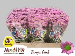 Chrysanth Santini Madiba Tanga Pink 55cm 38gr.