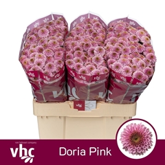 Chrysanth Santini Doria Pink 55cm 52gr.