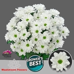 Chrysanth Spray Ilonka 70cm 80gr.