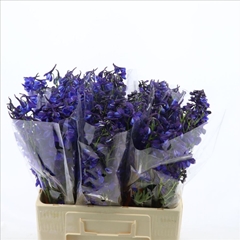 Delphinium Single Deldonna Blue 65cm