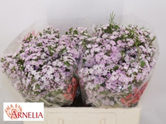 Chamelaucium Dancing Queen 50cm 35gr.