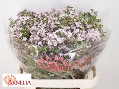 Chamelaucium Dancing Queen 80cm 70gr.