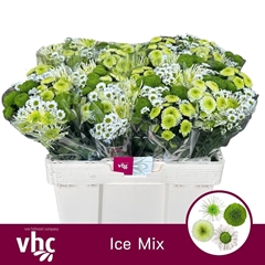 Chrysanth Santini Mix 55cm 40gr.