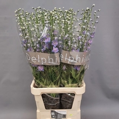 Delphinium Double Delphis Blue Power 110cm