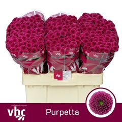 Chrysanth Santini Purpetta 55cm 40gr.