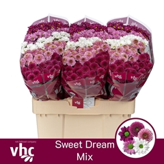 Chrysanth Santini Mix 55cm 40gr.