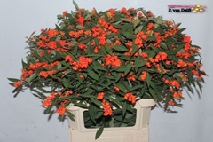 Euphorbia Fulgens Spray Queen Of Orange 80cm 15cm Hd