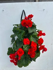 Bedding Plants 50Ø 25cm