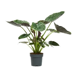 Alocasia Wentii 32Ø 160cm