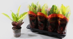 Codiaeum Big Leaf Petra 13Ø 40cm