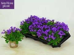 Campanula Porto 11Ø 20cm