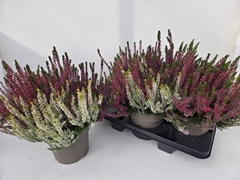 Calluna Garden Girls Trio Girls 19Ø 35cm