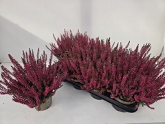 Calluna Garden Girls Franca 12Ø 24cm
