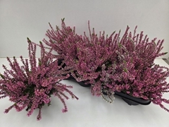 Calluna Garden Girls Rosita 12Ø 22cm