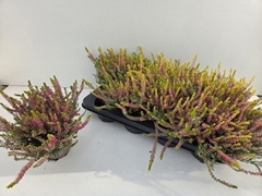 Calluna Garden Girls Golden Angie 12Ø 22cm
