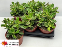 Crassula Ovata 15Ø 15cm