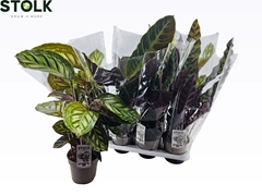Calathea Mixed 4 Varietys 14Ø 60cm