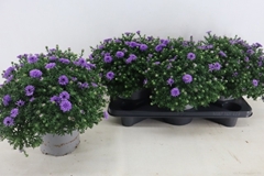 Aster Alpha Dark Purple Launch 17Ø 30cm